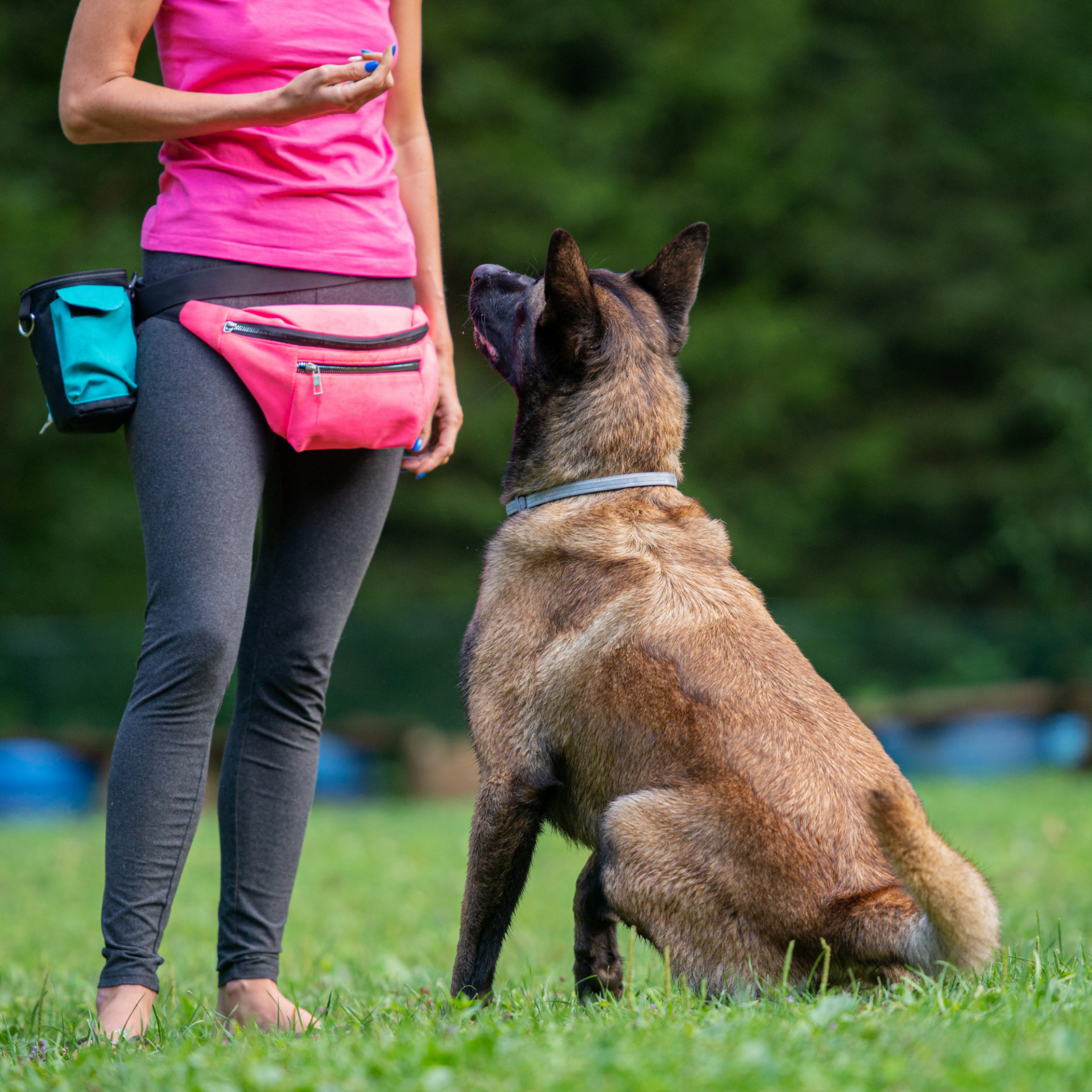 Curso Online de Adiestramiento Canino