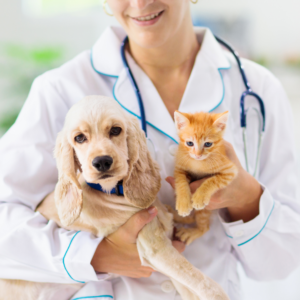 Curso Superior Online de Auxiliar de Veterinaria