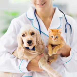 Curso Superior Online de Auxiliar de Veterinaria