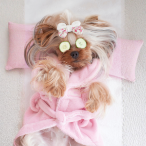 Curso Online de Peluquería Canina
